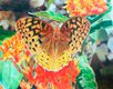 22051-Garden-Butterfly---Jeffrey-M-Green.jpg.jpe
