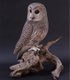 23053-1-Barred-Owl.jpg.jpe