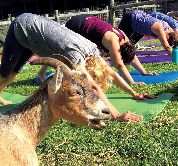 Goat Yoga at Water and Rock Studio