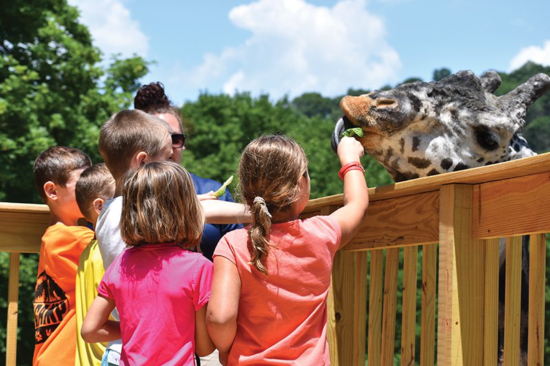 Feeding a giraffe at the Lehigh Valley Zoo