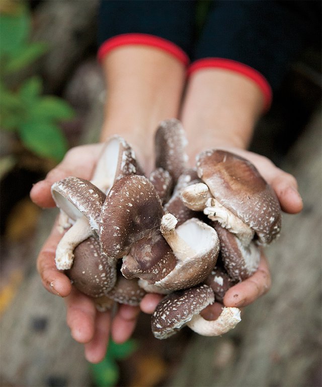 Oleksa Farm Mushrooms
