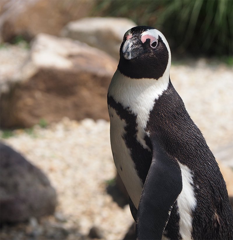 African Penguin at the Lehigh Valley Zoo