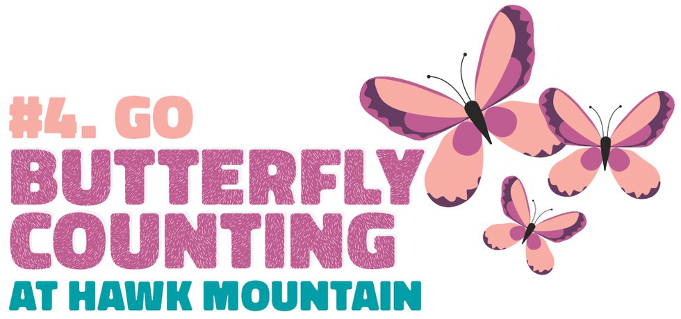 #4. Go butterfly counting at Hawk Mountain