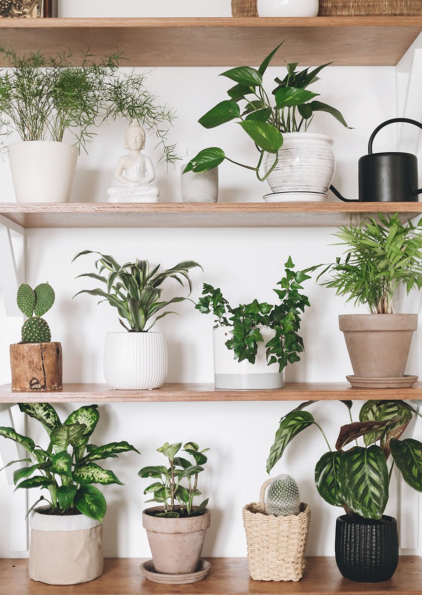 8 Tips for Growing Successful House Plants - Lehigh Valley Style