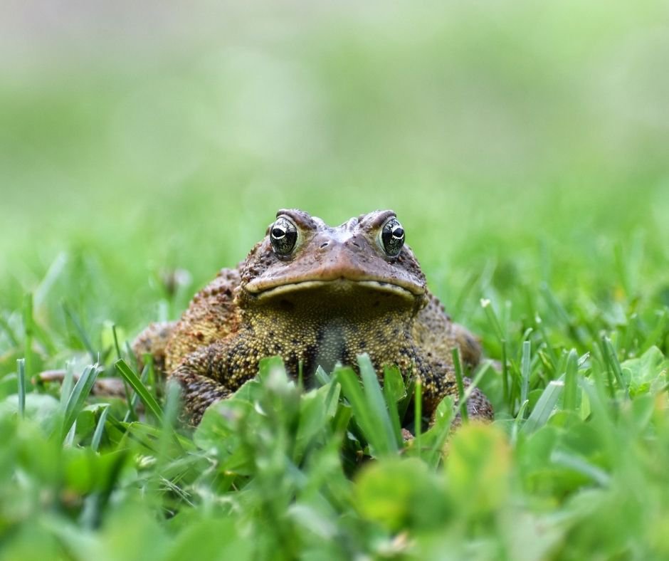 american_toad_sized_an_ad.jpg