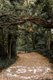 sequoia-patrick-petals.jpg
