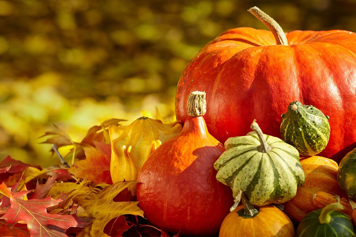 5 Pumpkin Patches Worth the Drive from the Lehigh Valley - Lehigh ...