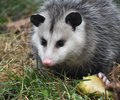 Maple, Virginia Opossum.jpg