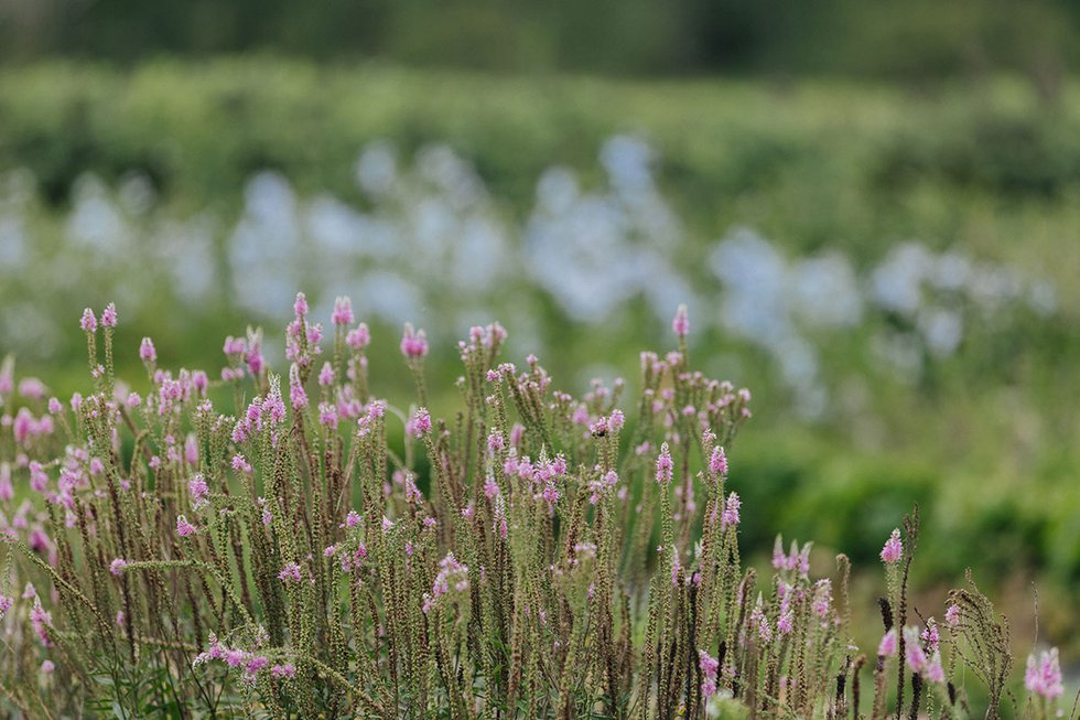 LVSMAY24_FlowersFarmers_FloresTemporis_3.jpg