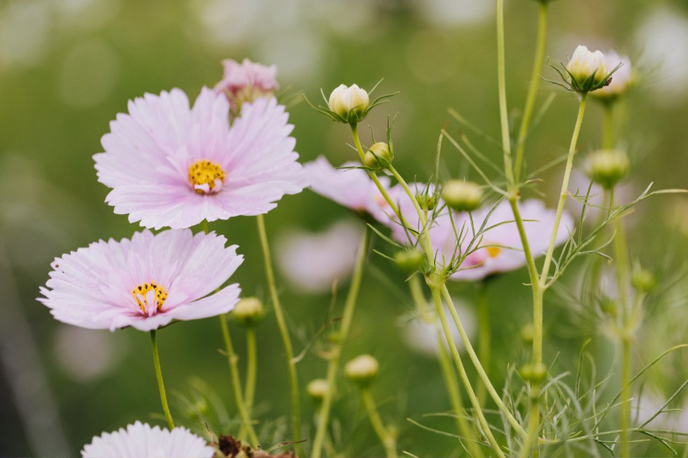 LVSMAY24_FlowersFarmers_BubblyHills_1.jpg