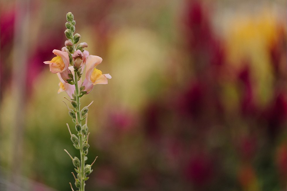 LVSMAY24_FlowersFarmers_BubblyHills_7.jpg