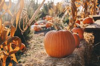 fall-pumpkin-patch.jpg