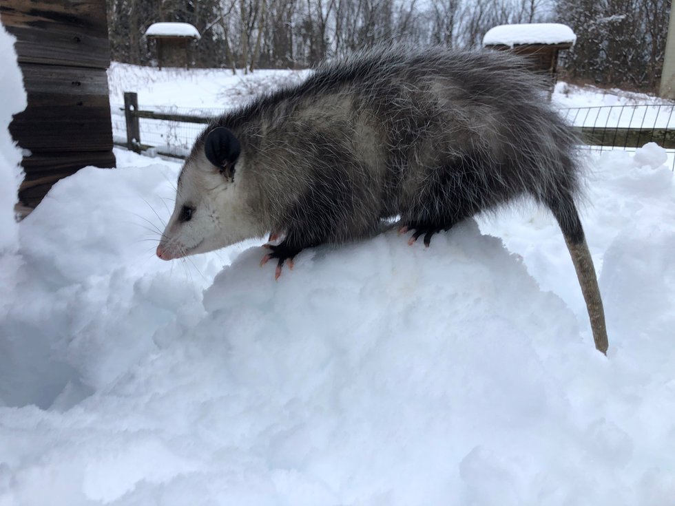 opossum snow.jpg