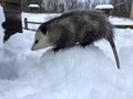 opossum snow.jpg