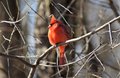 Northern Cardinal male.2.JPG